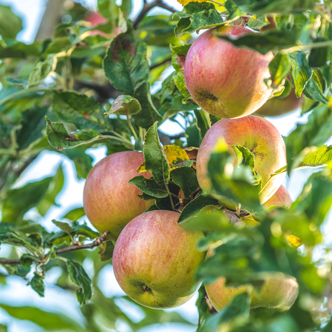 Apfel «Idared» Biologische Apfelbäume für Garten & Balkon